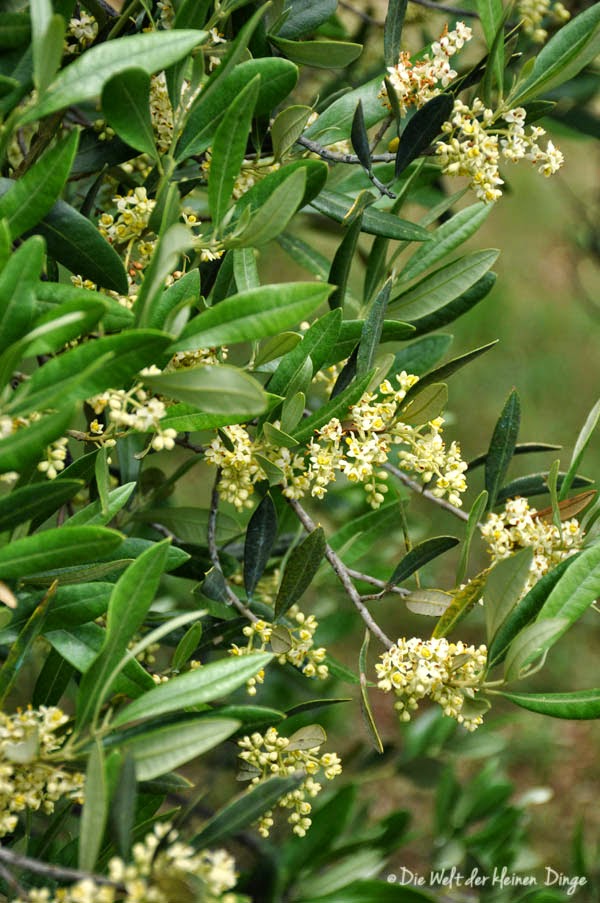 Olivenbaum in Blüte