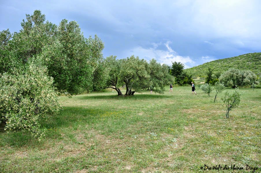 Olivenfeld in Dalmatien