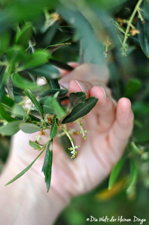 Oliven, junge Früchte