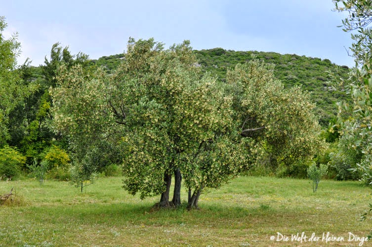 40 Jahre alte Olivenbaum