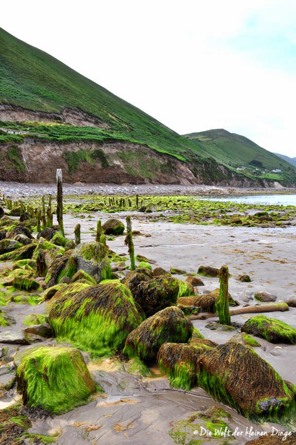 Irland: Ring of Kerry - Rossbeigh Beach