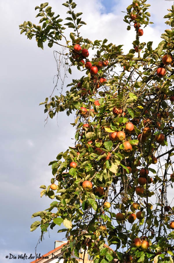 Sonntag-Herbst-Spaziergang - Apfelbaum